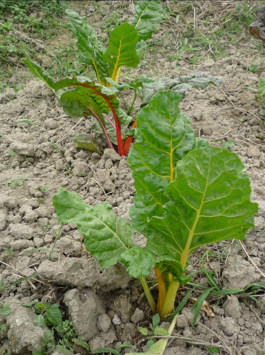 20101127 THE Organic Farm56